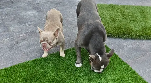 Césped Artificial y Mascotas: ¿Son Compatibles?